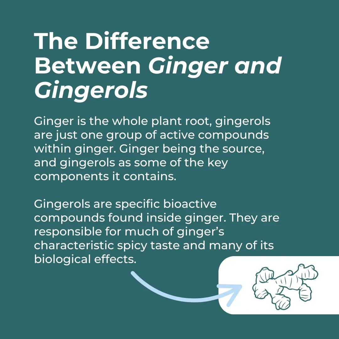 Organic Ginger Supplement - Image 6