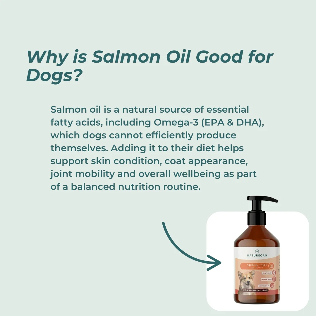 Salmon Oil For Dogs - Image 3