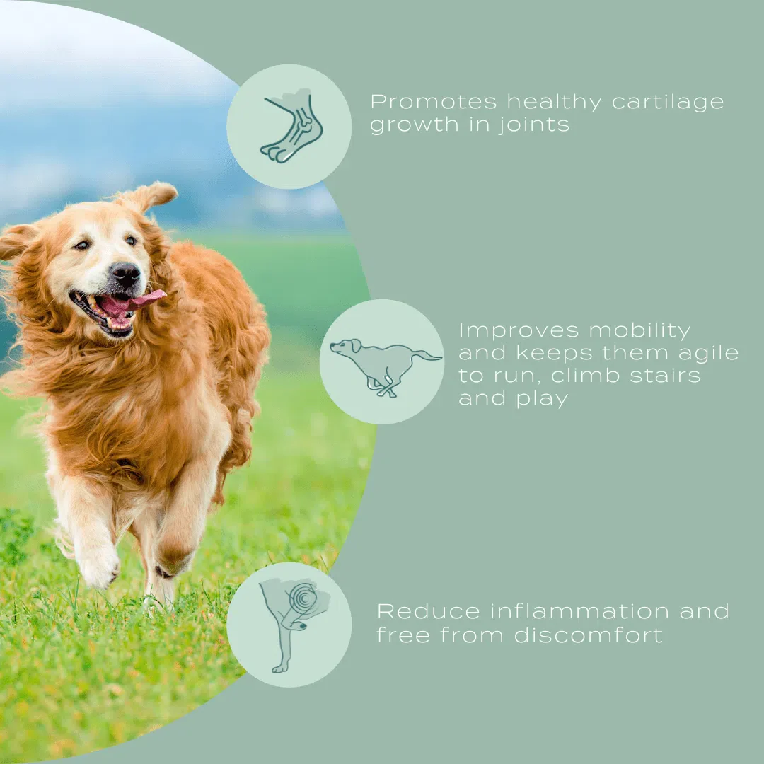 UC-II® Joint Care Dog Chews - Image 8